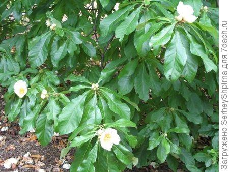 Растение Franklinia alatamaha