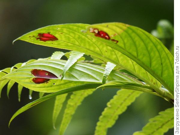 Columnea consanguinea – живая «валентинка»