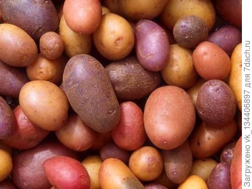 Как сохранить картофель в подвале и что бы он не испортился
