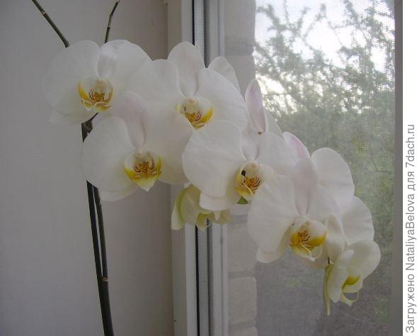 Почему опадают бутоны у орхидеи
