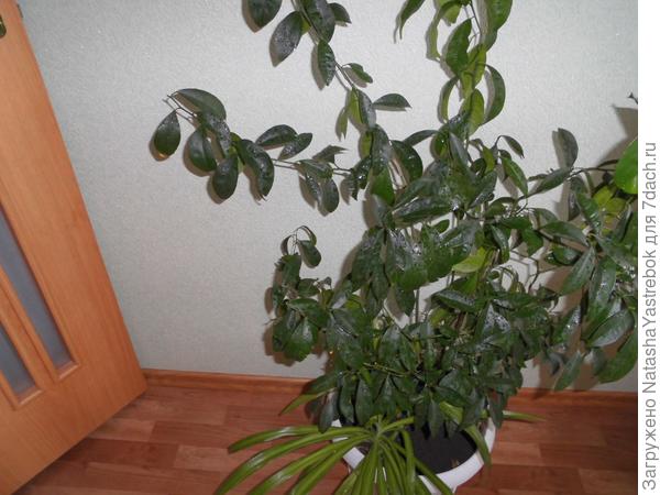 Мандариновое деревце
Его вырастила из косточки мандарина. Как то купили очень маленькие мандарины на веточках. В горшок с цветком положила несколько косточек
мандарина и забыла. Через какое-то время взошли-пересадила и вот результат-растет деревце мандарина. Особого ухода не требует и учитывая,что
комнаты расположены на северной стороне, и мало солнца.Делаю подкормку летом и опрыскивание два раза в месяц.Но у него такие колючие иглы, что стараюсь как можно аккуратно с ним обращаться , чтобы не пораниться.