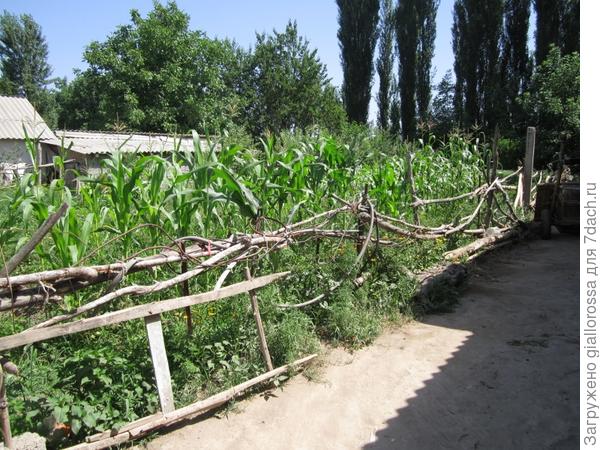 Ближе к кукурузному полю