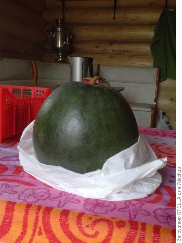 вот он, этот гигантус...