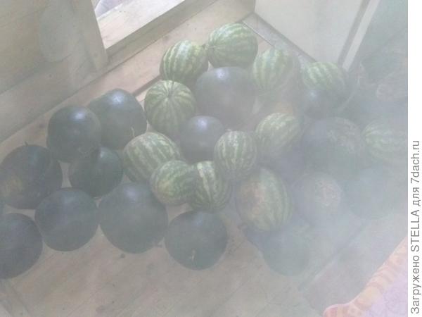 кучка арбузиков