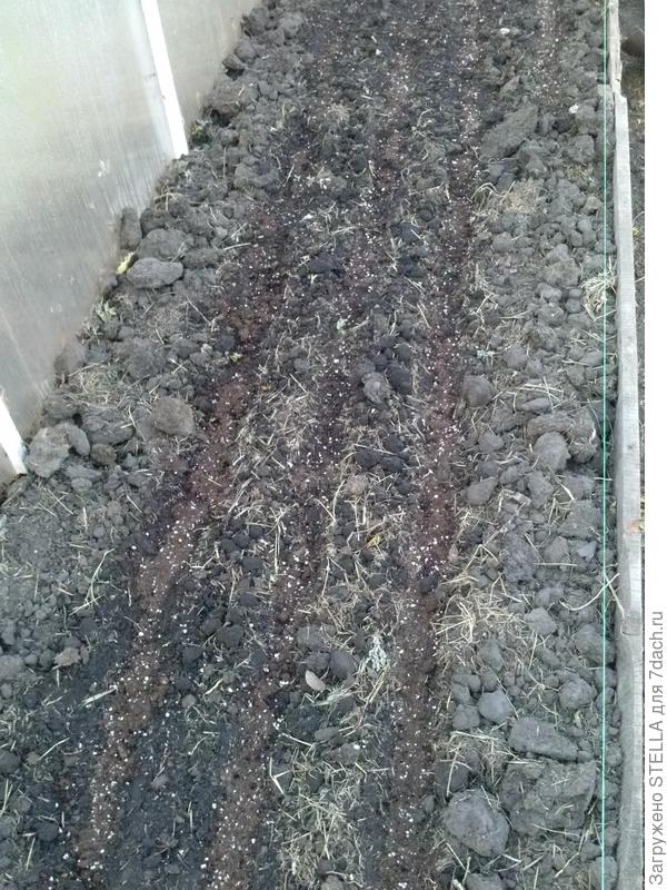 земля после посадки редиски