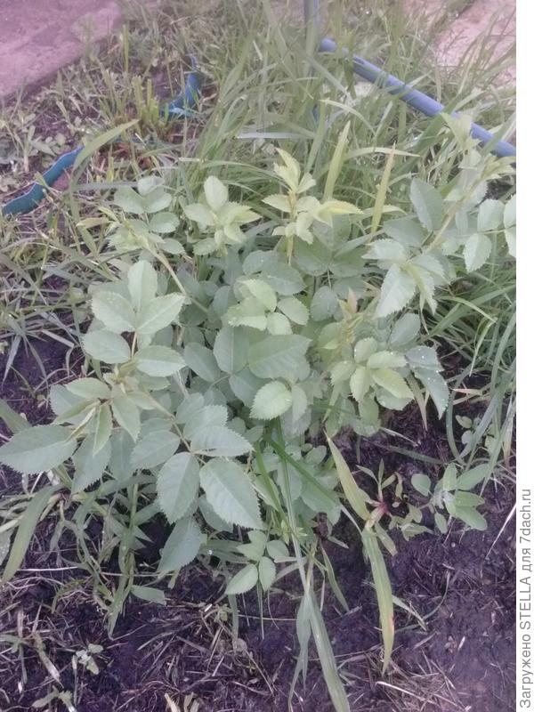 "вьюн-шиповник"???