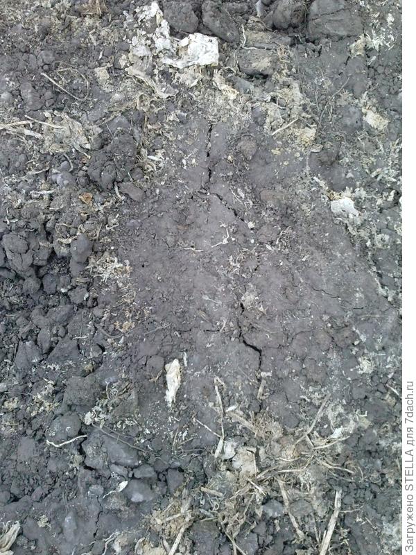 была замульчирована летом, а это новой весной