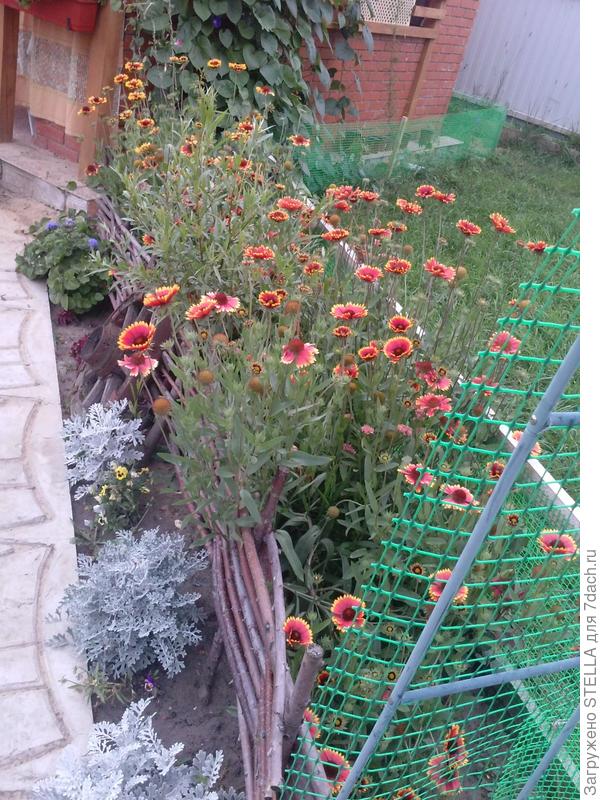 моя гайлардия