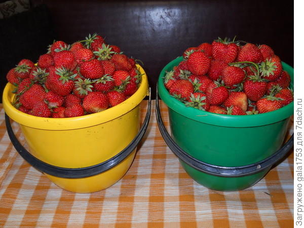 НА ВЫСШЕЙ СТУПЕНЬКЕ ПОЧЕТА