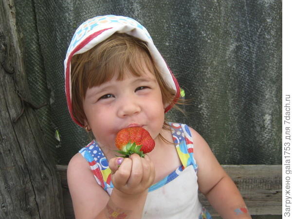 КОРОЛЕВСКАЯ ЯГОДА