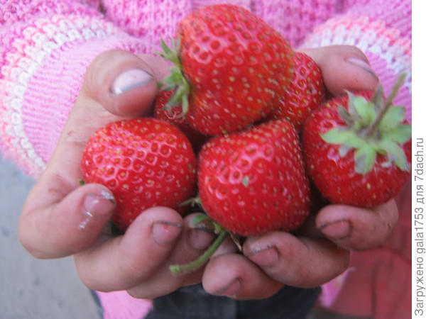 НА ВЫСШЕЙ СТУПЕНЬКЕ ПОЧЕТА