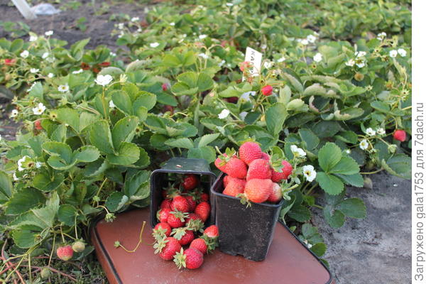 Осенняя земляника