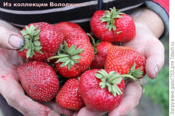 МАЛЬВИНА (поздний)