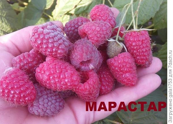 МАлина Марастар- ягоды