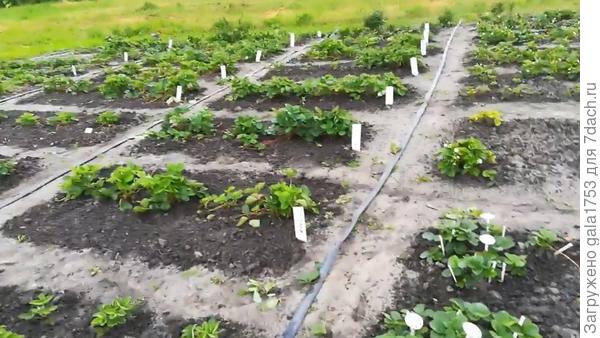 На фото небольшая часть участка при доме.