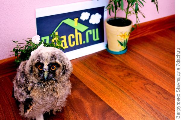 Найденыш :-)