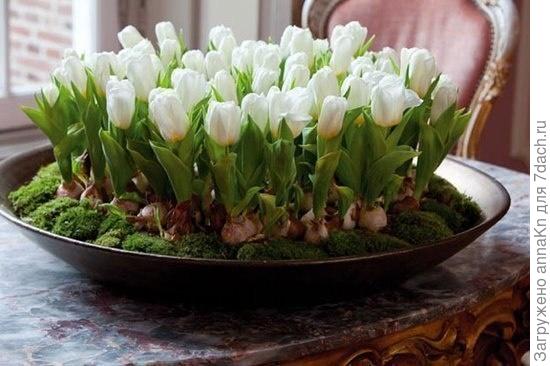Cхемы клумб с тюльпанами: какой сорт выбрать, как высадить и ухаживать за цветником