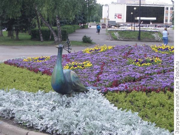 Заведите прекрасных павлинов в саду