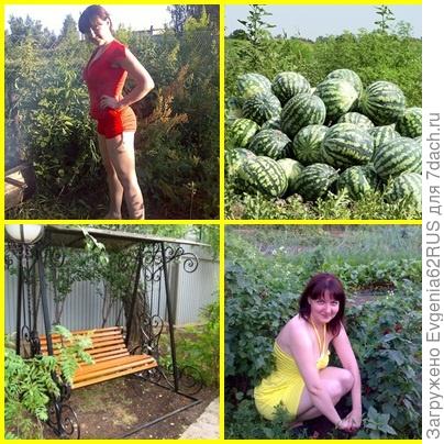 дачный коллаж