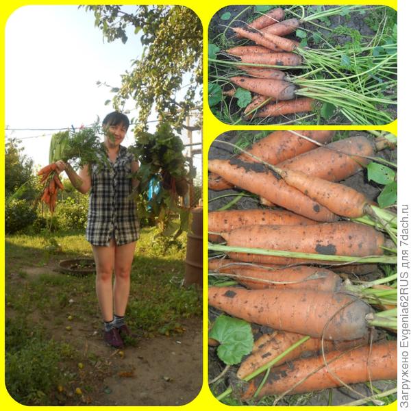 коллаж морковный