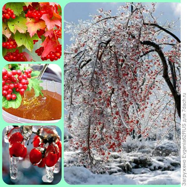 коллаж калина