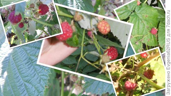 коллаж малина