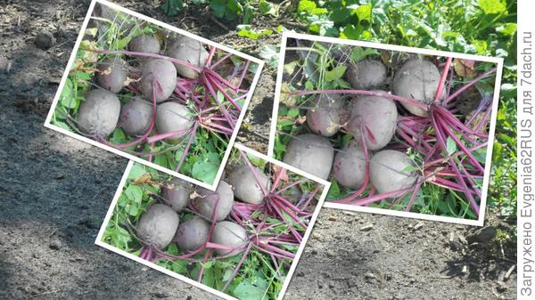 коллаж свекольный)