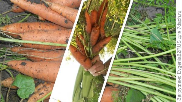 морковный букет