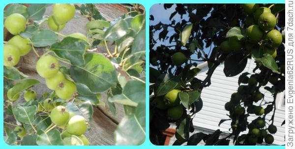 дикая груша