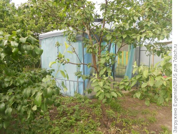 шатер в малине