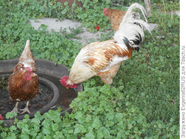 Петя и гарем