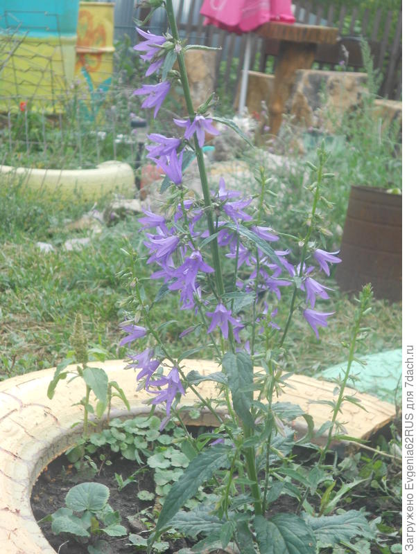 колокольчик