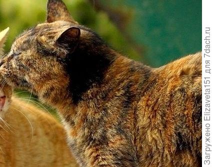 Я уеду жить на дачу,в голове столько мыслей,надо гулять,рисовать,фотографировать и жить по полной!!!