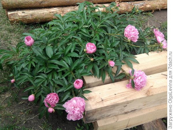Дачка из тыквы в карету