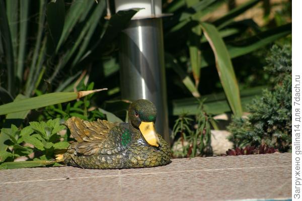 Уютная уточка