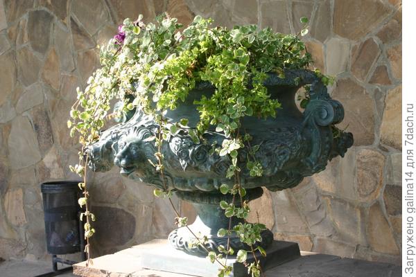 Медная клумба с плектрантусом