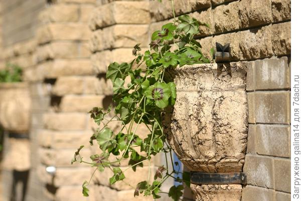 Настенный горшок с пеларгонией плющелистной