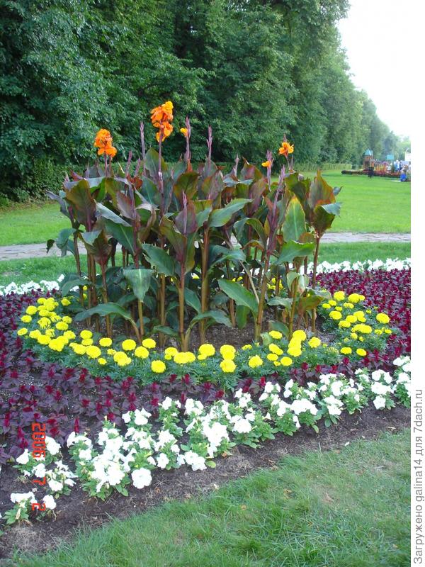 цветник 19