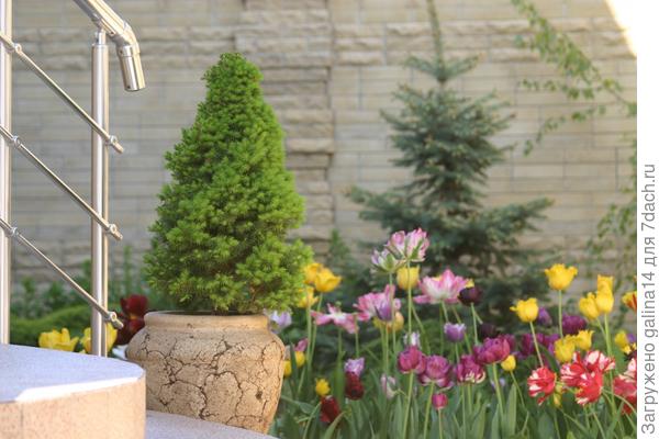 Высокий горшок к карликовой елью