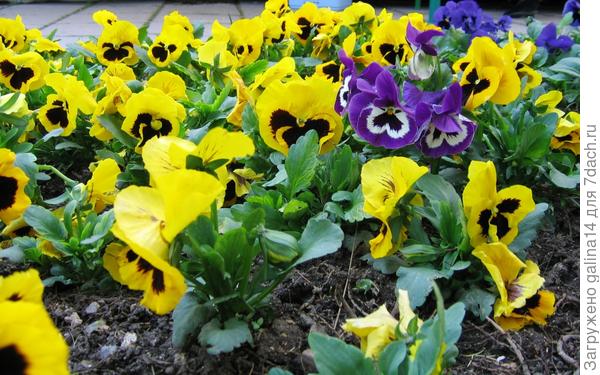 Виола 5 синяя среди желтой