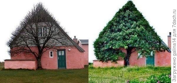 Дерево и дом
