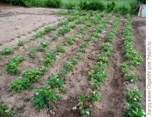 грядки клубники