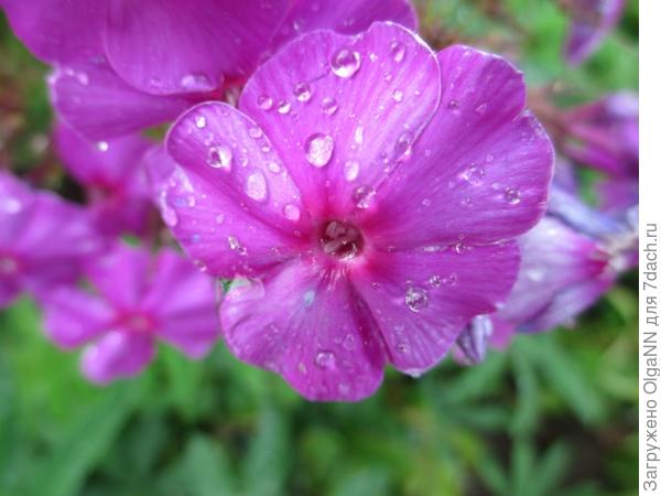 после дождя