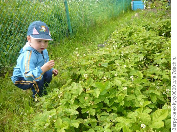Земляники я нарву, а зимой чайку попью!