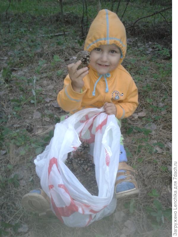 И шишечек соберем что бы зимой их разукрашивать и делать поделки