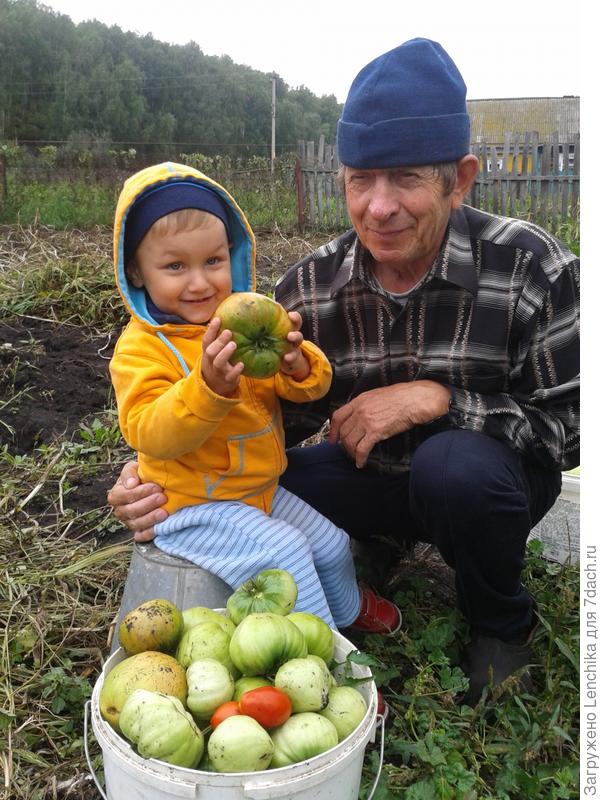 И конечно же сбор урожая без меня не обходится