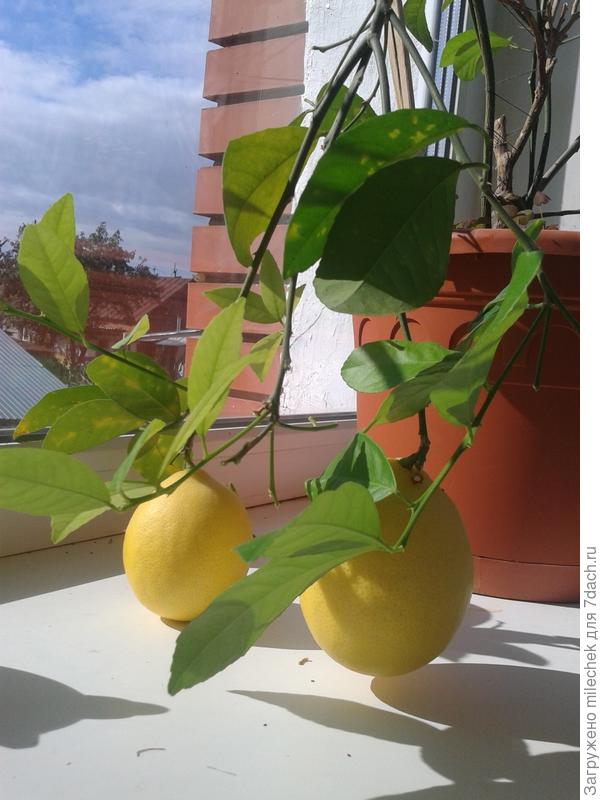 Урожайный год