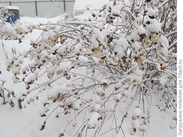 снежноягодник