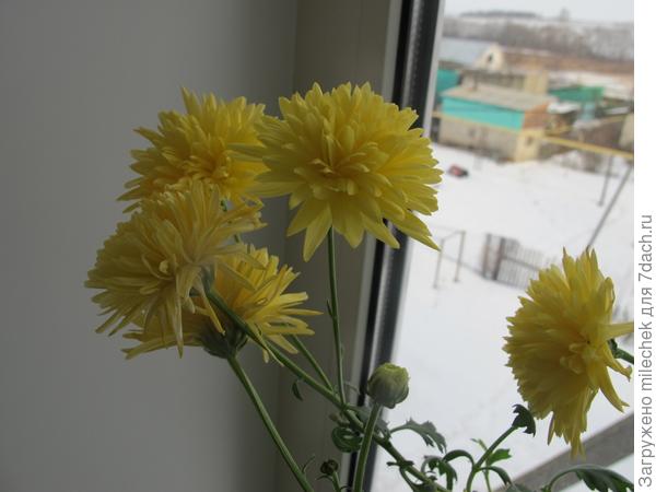 хриз