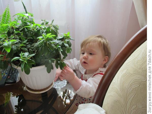 азалия